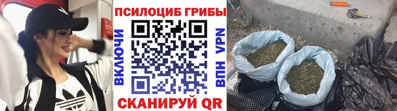 закладки  Озёрск  Галлюциногенные грибы прущие грибы 